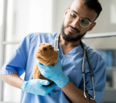 Man with gloves on holding guinea pig